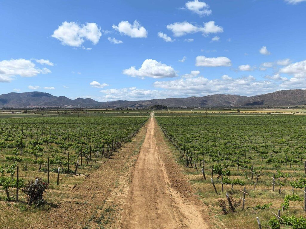 valle-de-guadalupe