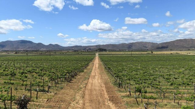 valle-de-guadalupe