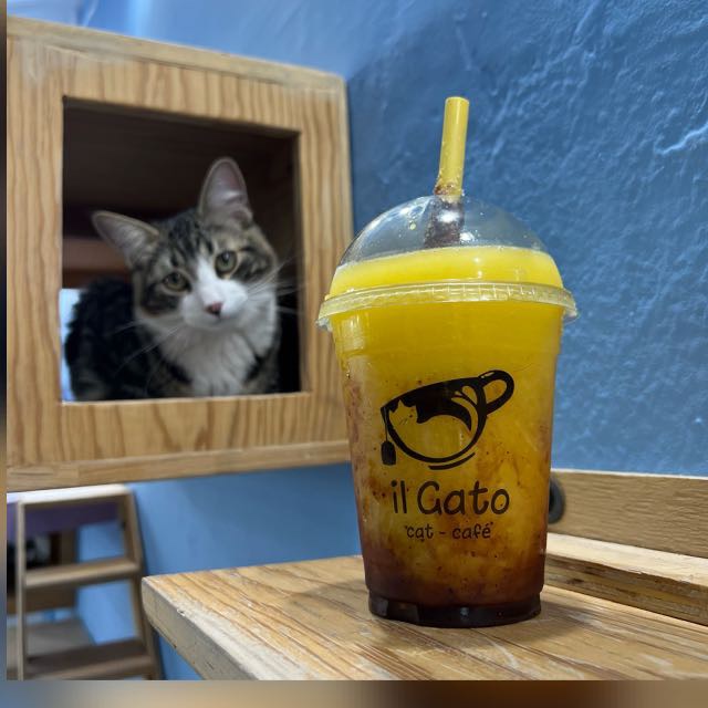 il gato cafetería